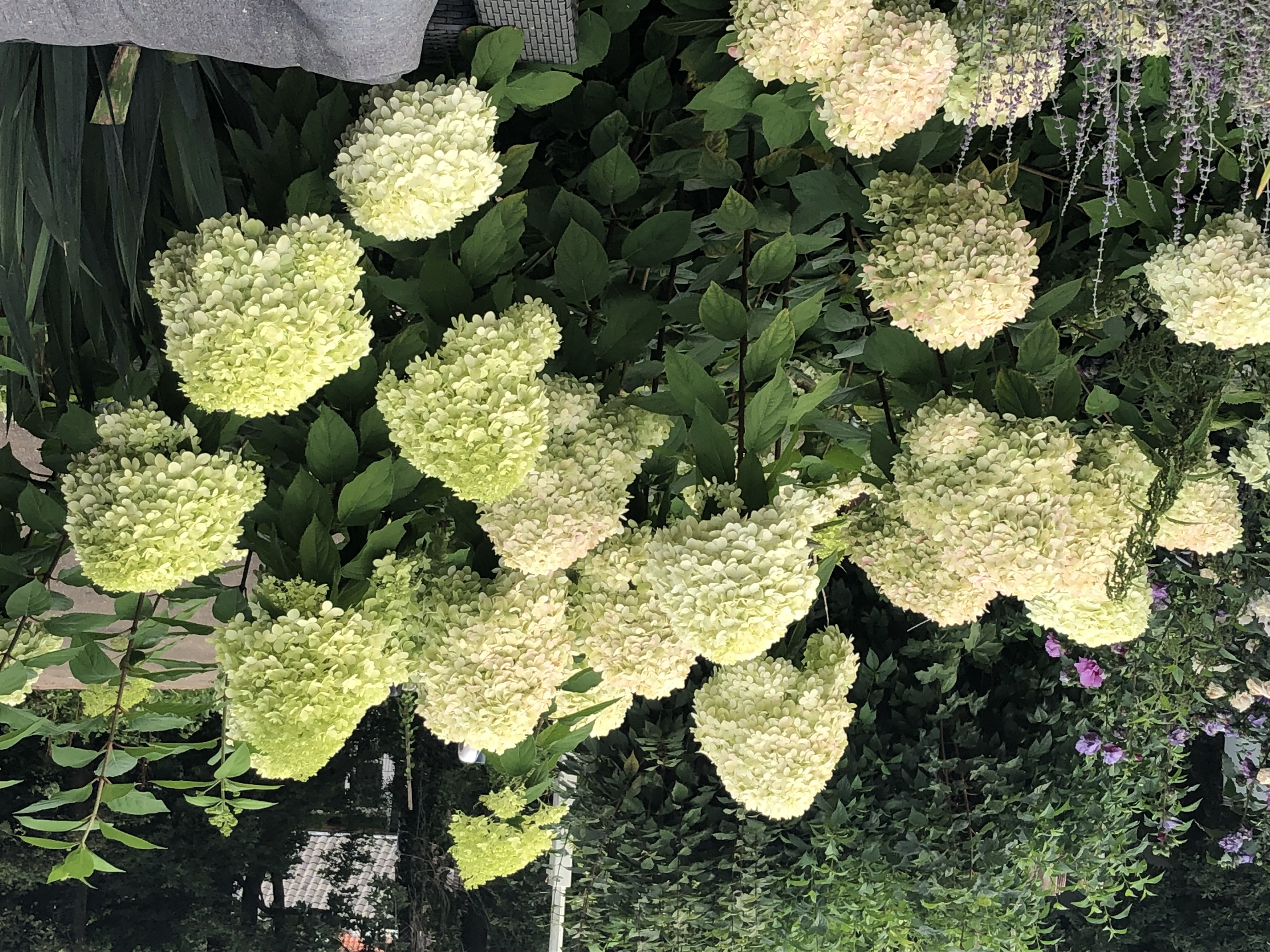 Bloemen